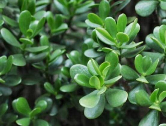 燕子掌怎么繁殖，主要有兩種扦插方法(土插與水插)