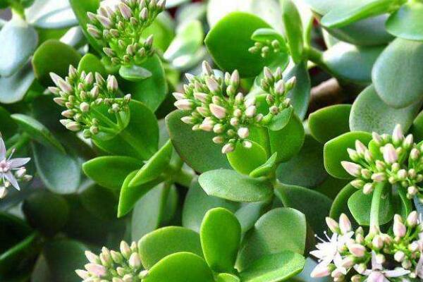 玉樹(shù)與燕子掌的區(qū)別，最直觀區(qū)別方法（紅邊的是燕子掌）