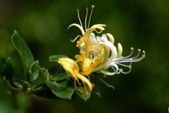 金銀花樹(shù)苗的種植方法，種后養(yǎng)護(hù)非常關(guān)鍵