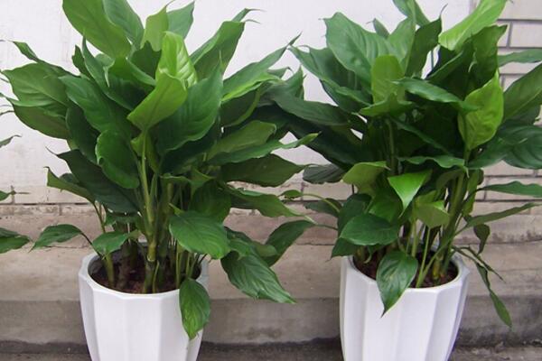 中華萬年青有毒嗎，誤食會(huì)有生命危險(xiǎn)