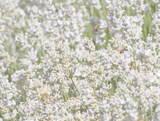 薰衣草花語和寓意，愛情的等待、堅定永恒的真愛