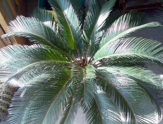 鐵樹品種，細(xì)數(shù)鐵樹最受喜愛八大品種