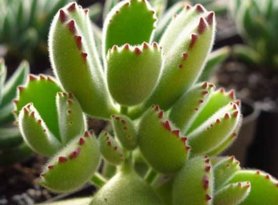 熊童子開花寓意，一片生機(jī)勃勃的綠色景象(美好寓意)