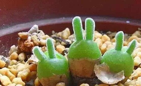 碧光環(huán)多肉怎么分栽，教你五個(gè)步驟盆盆爆滿