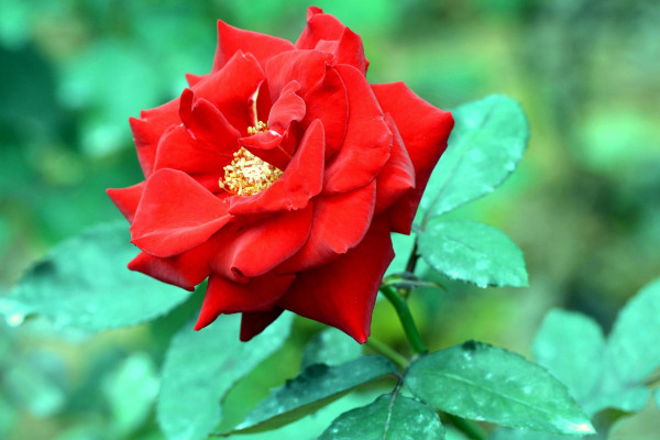 月季剪下來(lái)直接插嗎