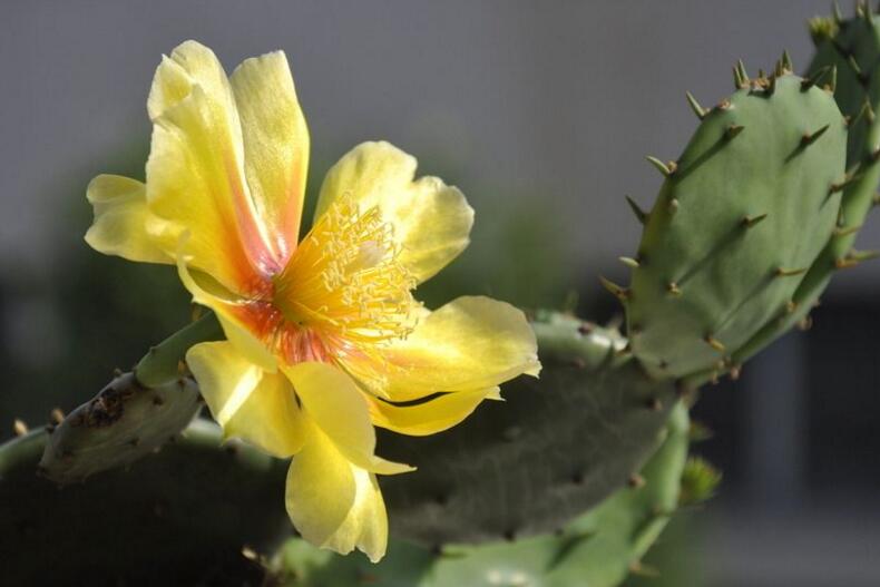 仙人掌幾年開(kāi)次花，養(yǎng)護(hù)恰當(dāng)?shù)脑捒梢悦磕觊_(kāi)花