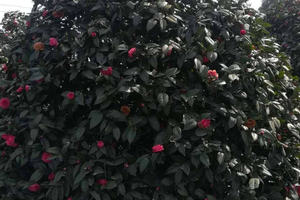 茶花春季養(yǎng)護(hù)注意事項(xiàng)