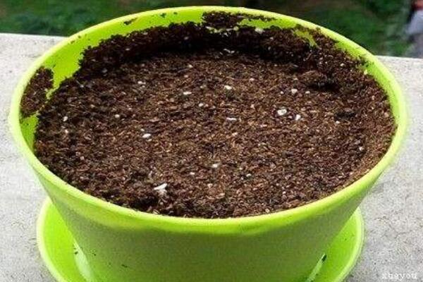 曇花種子怎么種，曇花種子的種植步驟詳解