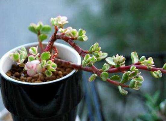 雅樂(lè)之舞適合什么花盆，陶盆、紫砂盆、泥瓦盆最為合適