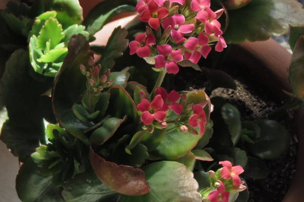 長(zhǎng)壽花只長(zhǎng)葉子不開花