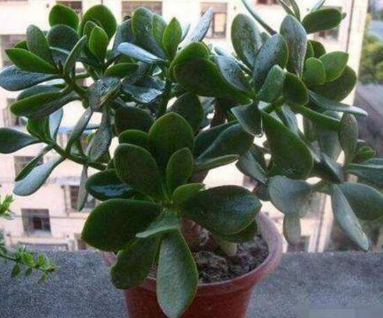 玉樹(shù)葉子發(fā)軟怎么辦，三種原因以及解決辦法