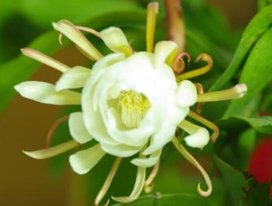 曇花怎么施肥，腐熟的有機(jī)肥為主/陰天施肥最佳