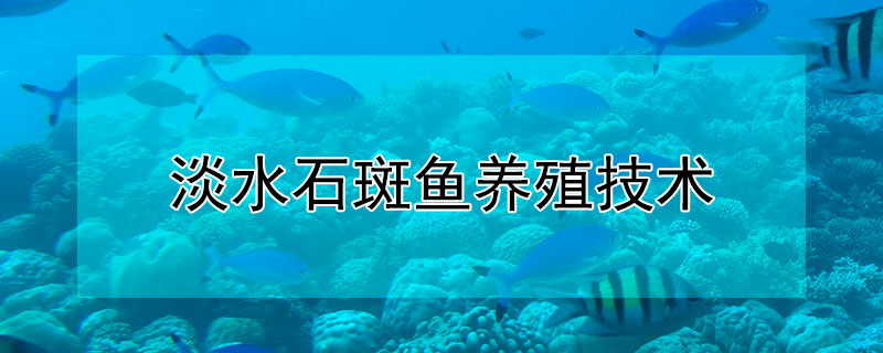 淡水石斑魚(yú)養(yǎng)殖技術(shù)