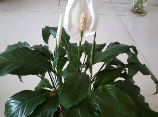 一帆風(fēng)順能澆淘米水嗎，做好這三點(diǎn)使盆土更加肥沃(能澆)