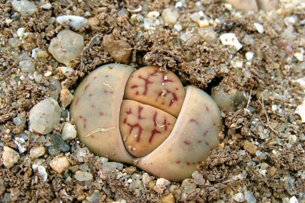 生石花干癟萎縮怎么辦，及時(shí)的找到原因并處理