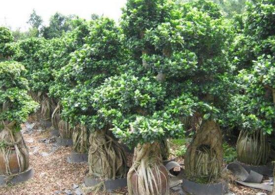 榕樹(shù)爛根怎么辦，榕樹(shù)爛根解決辦法