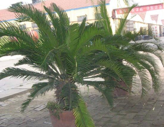 鐵樹開花的征兆，預(yù)示生活美滿、大吉大利