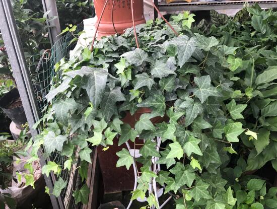 常春藤有什么風(fēng)水作用，常春藤的功效與作用