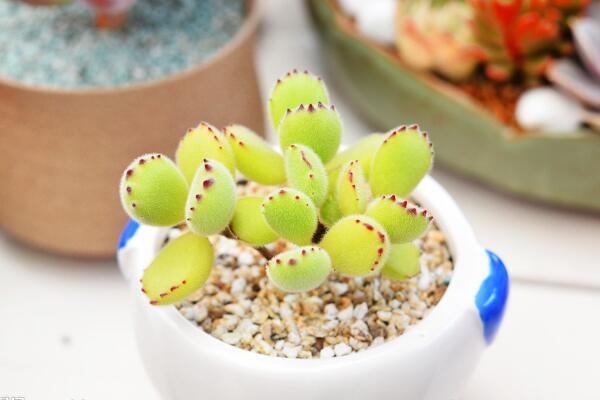 多肉熊童子的種植過程，熊童子種植詳細(xì)步驟介紹