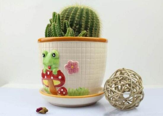 仙人球能治什么病，仙人球的作用與功效