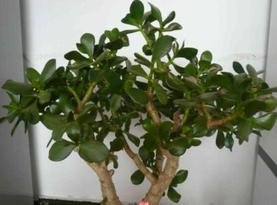 景天樹和玉樹的區(qū)別，教你兩種最容易分辨方法(葉型與花型)