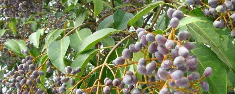 女貞子樹(shù)長(zhǎng)什么樣