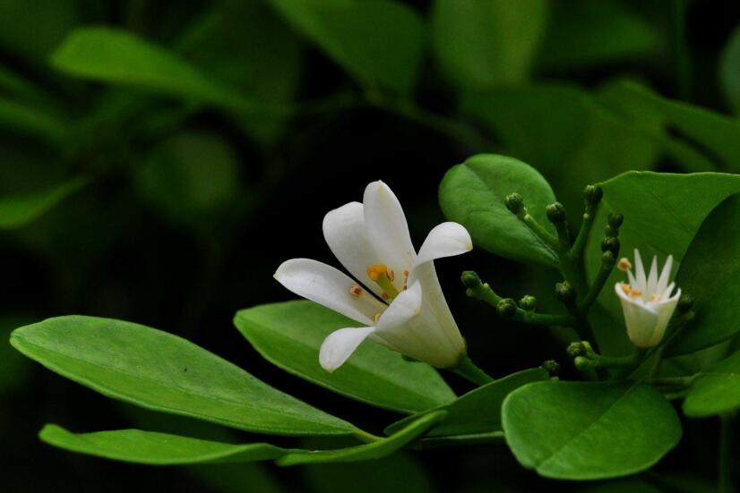 九里香花期養(yǎng)護(hù)方法，在開花的時候要注意這3種情況