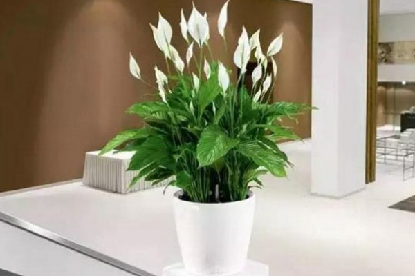 一帆風(fēng)順怎樣扦插，它是不能進(jìn)行扦插的