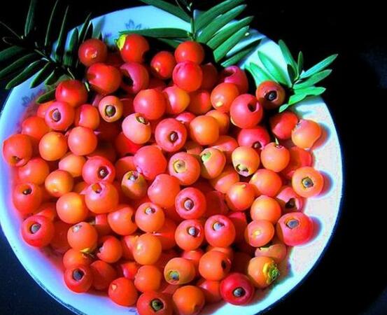 紅豆杉的正確食用方法，盤點(diǎn)營養(yǎng)價值最高四種方法