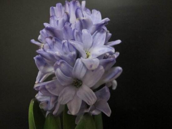 風(fēng)信子夏季怎么處理，養(yǎng)護(hù)球莖/置于陰涼通風(fēng)位置