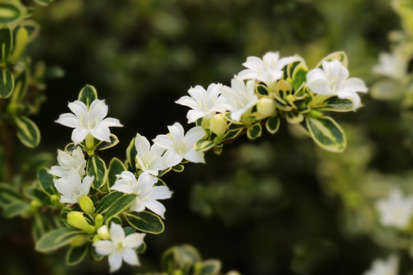 六月雪葉子干枯掉落，澆水不及時(shí)/光照過強(qiáng)等