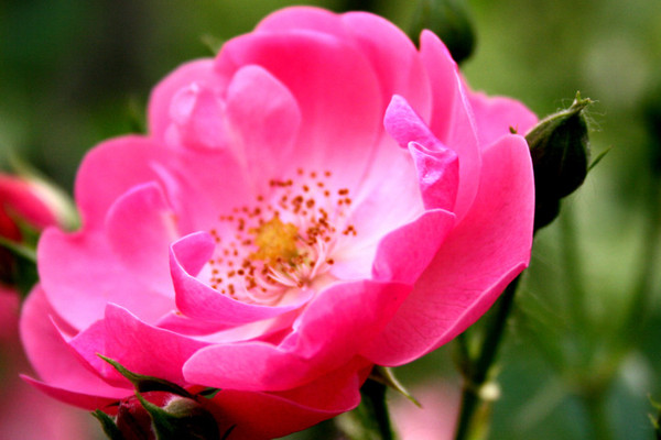 薔薇花怎么養(yǎng)護