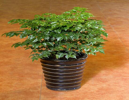 幸福樹(shù)葉子干枯怎么回事，四種原因以及解決辦法