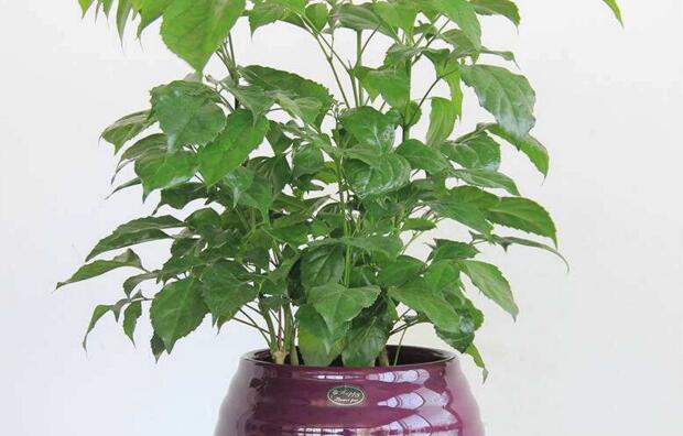 幸福樹的葉子全蔫了，從4個方面解決出現(xiàn)的問題