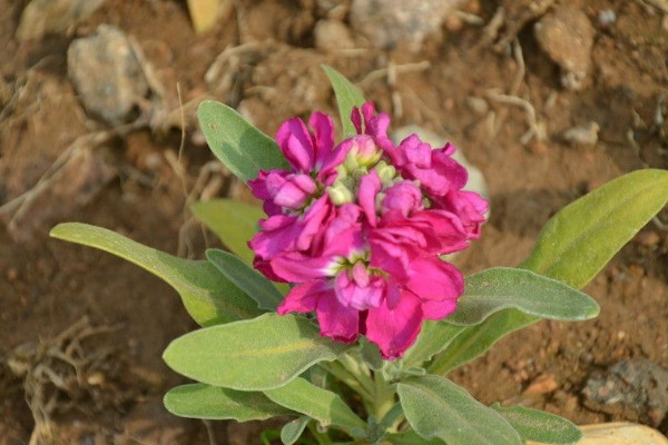 紫羅蘭的花期是什么時(shí)候