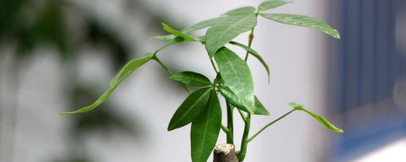 發(fā)財(cái)樹需要陽(yáng)光嗎