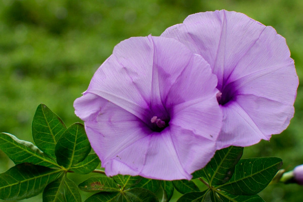 牽?；艹詥? src="/nongye/d/file/20201223/glrg0wsmtxa.jpg" / data-OvYh="NfkOpG"></p>
<p data-Xf21="eRAKaS">
	牽牛花一般是不能吃的，它是一種觀賞性植物，雖然無毒，但是也沒有什么食用價值，用來食用的話可能會讓人體感到不適，但是它的種子有一定的藥用價值，經(jīng)過處理之后可以作為一味中藥來用。</p>
<p data-bQku="Or0Mli">
	<strong data-PT7Q="gY3sl1">2、觀賞價值</strong></p>
<p data-BALo="9FL1k2">
	<img alt=