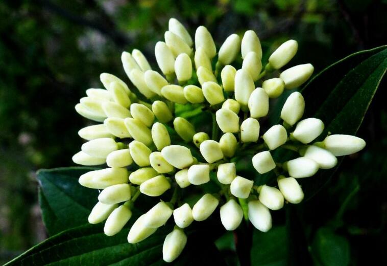 九里香幾月份開(kāi)花，生長(zhǎng)環(huán)境不同花期也不一樣