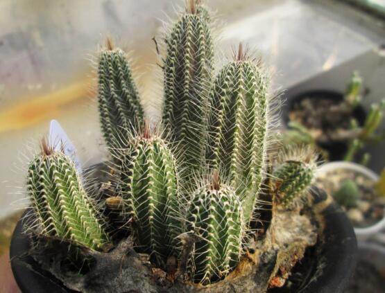 仙人掌的蟲害防治大全，三種蟲害以及解決辦法