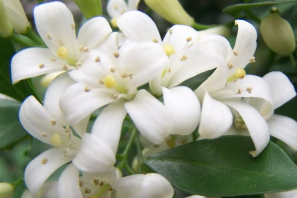 九里香為何不宜養(yǎng)在室內(nèi)