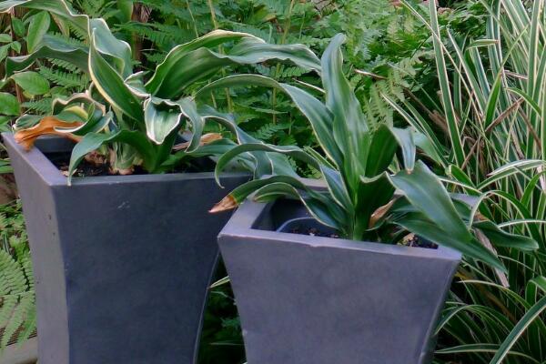 萬年青怎么養(yǎng)，萬年青養(yǎng)殖5大要點