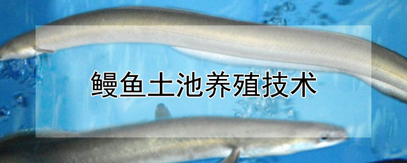鰻魚土池養(yǎng)殖技術(shù)
