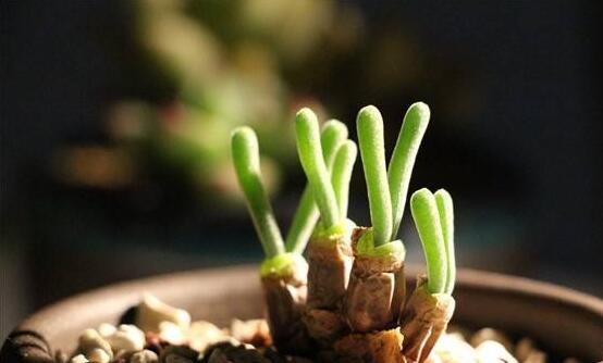 小碧光環(huán)可以移盆嗎，要選擇適宜的時間移栽