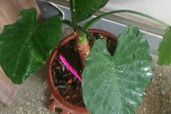 滴水觀音夏天怎么養(yǎng)