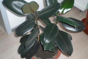 橡皮樹用什么肥料好，橡皮樹怎么養(yǎng)長(zhǎng)得快