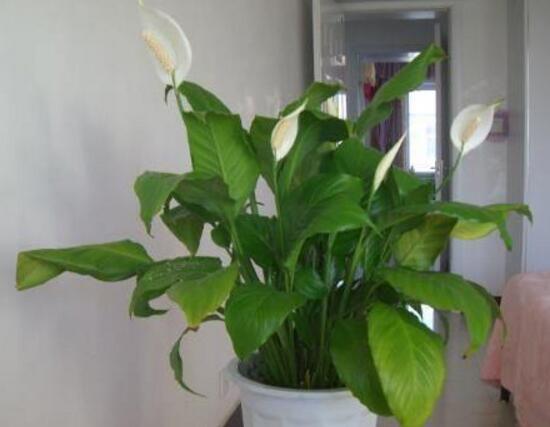 一帆風(fēng)順花的擺放禁忌，忌光線太強與溫度極低處