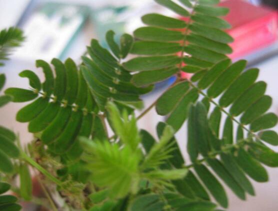 含羞草對(duì)人體有害嗎，微毒無(wú)害/美化家居、凈化空氣