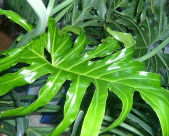 誤食龜背竹葉子怎么辦，第一時(shí)間去醫(yī)院積極治療(中毒較深)