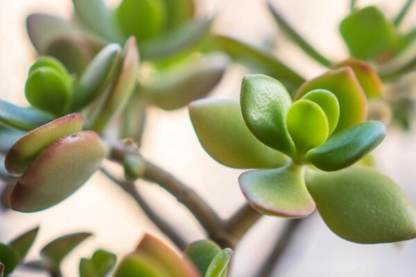 燕子掌多久澆水，不同季節(jié)澆水頻率也不同