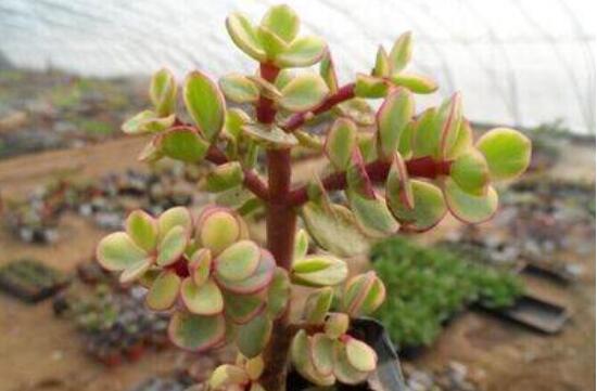 雅樂之舞的扦插技巧，老農總結六個最簡易基本步驟